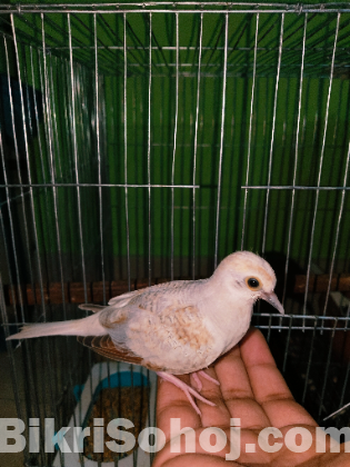 baby diamond dove (ghu ghu)